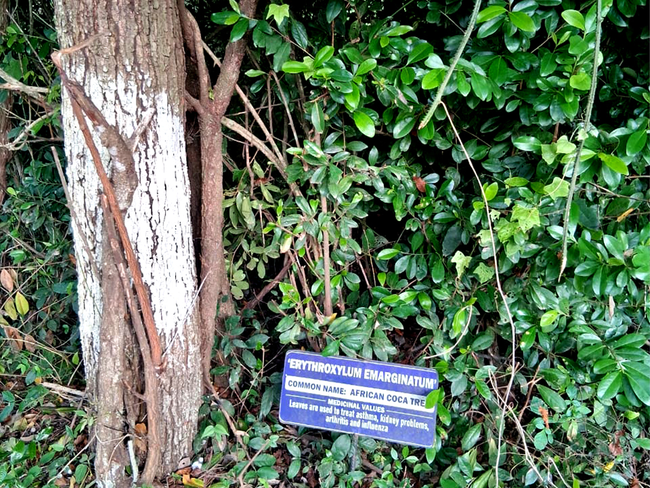 Medicinal plants at Shai Hills