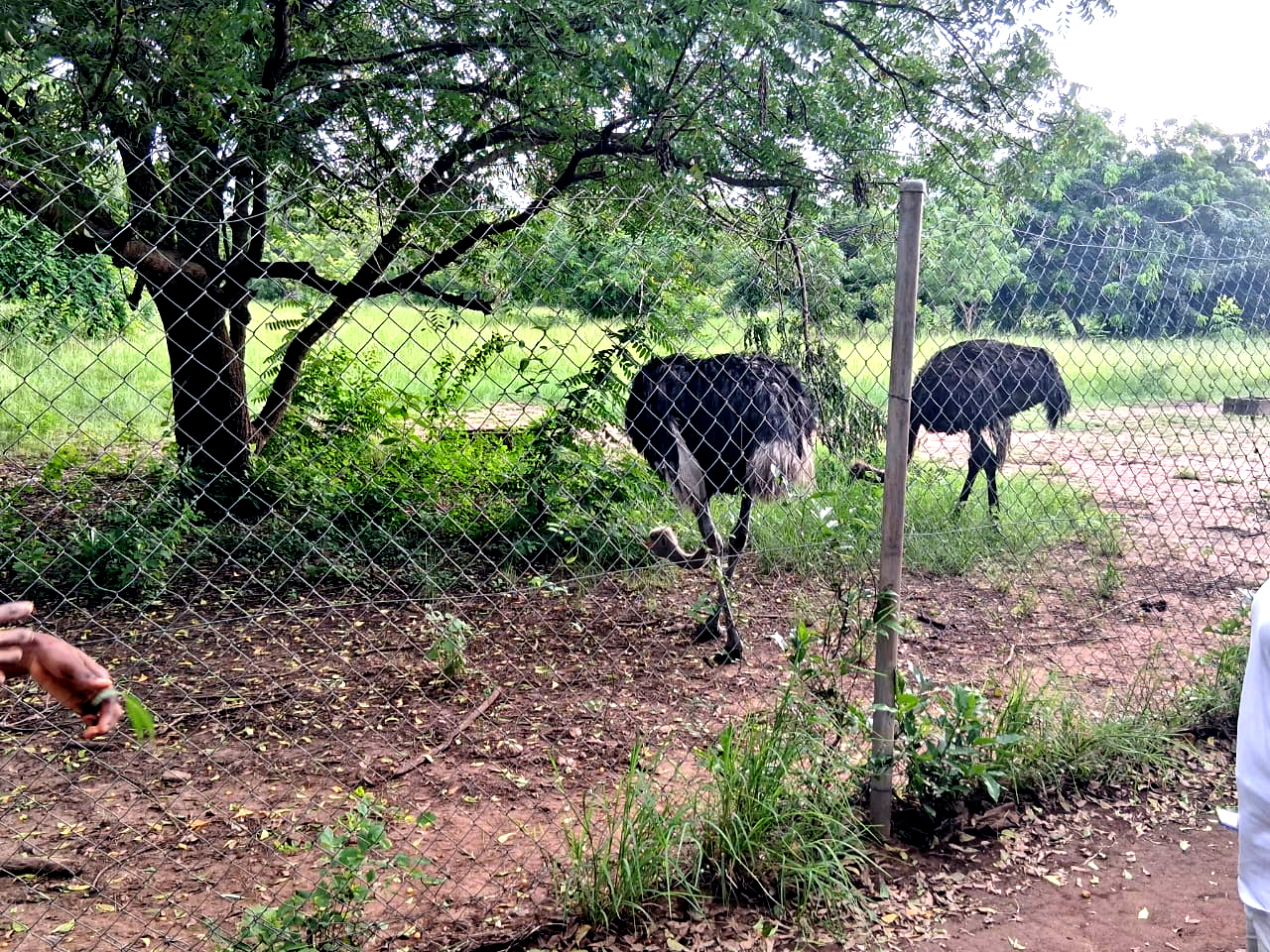 Wildlife at Shai Hills